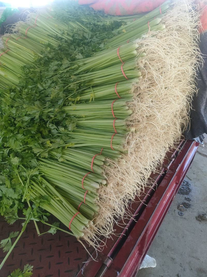 优质香芹一手货源量大从优品质保证
