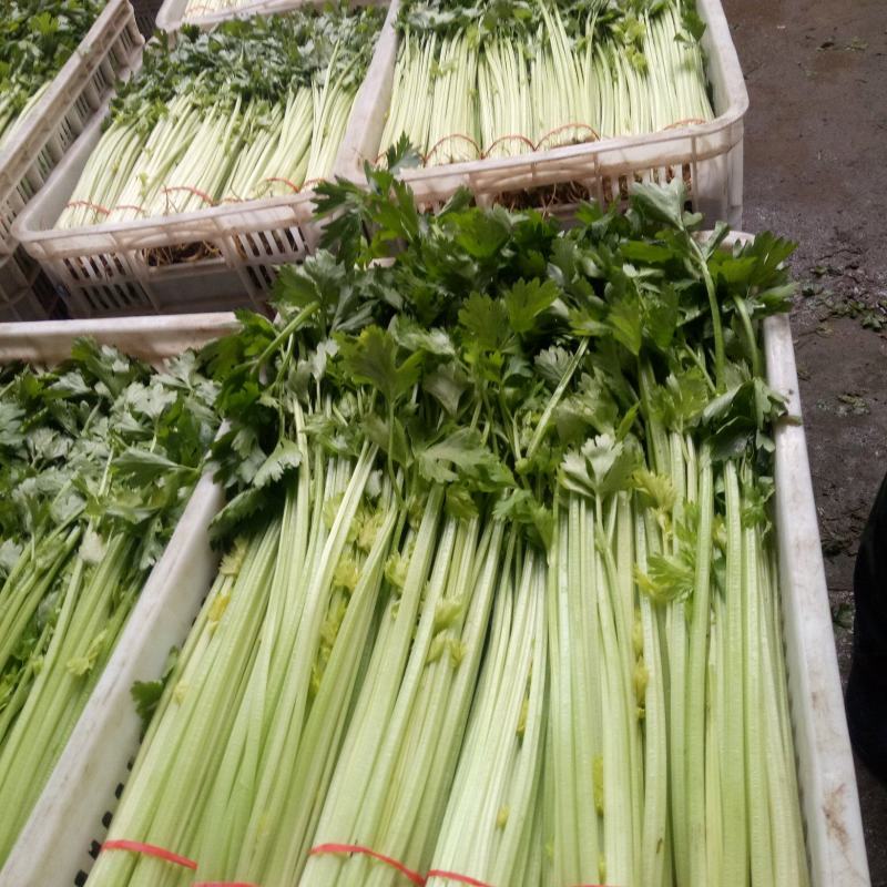 优质香芹一手货源量大从优品质保证