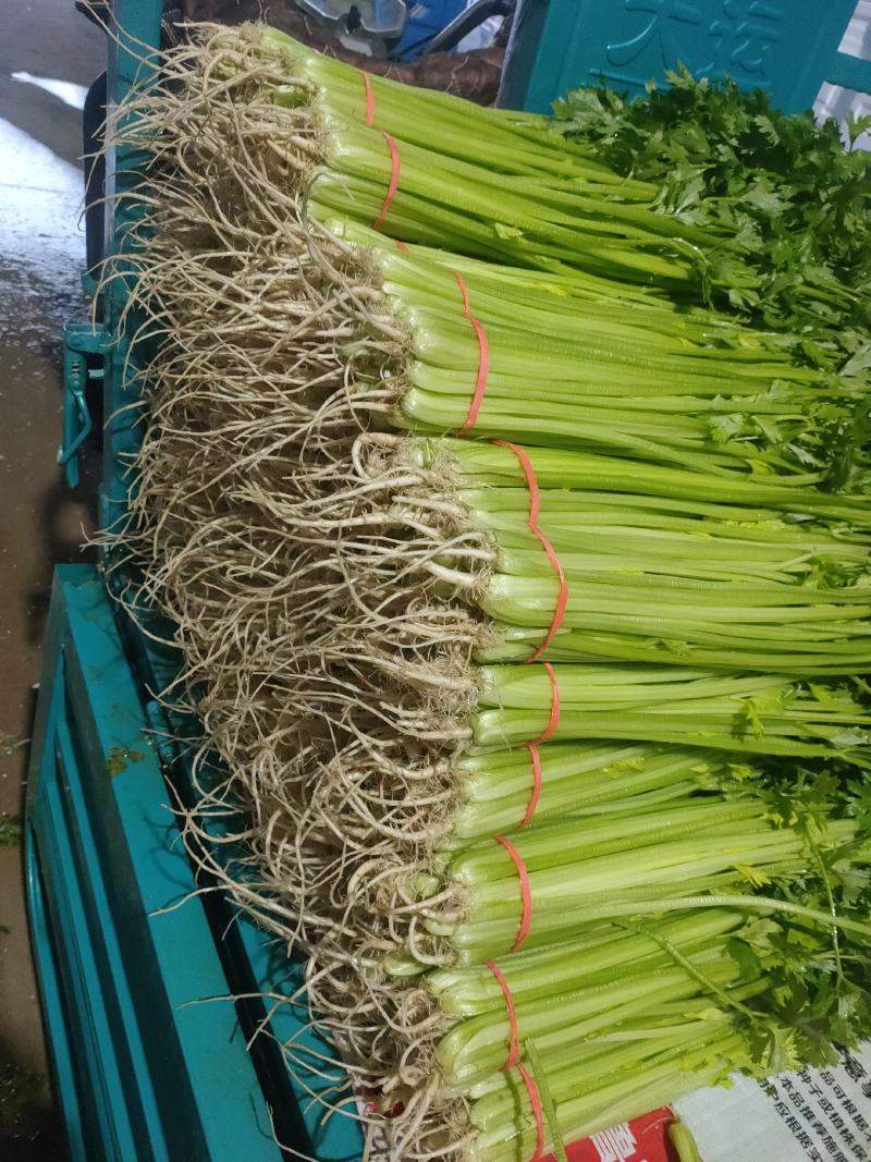 优质香芹一手货源量大从优品质保证