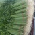 优质香芹一手货源量大从优品质保证