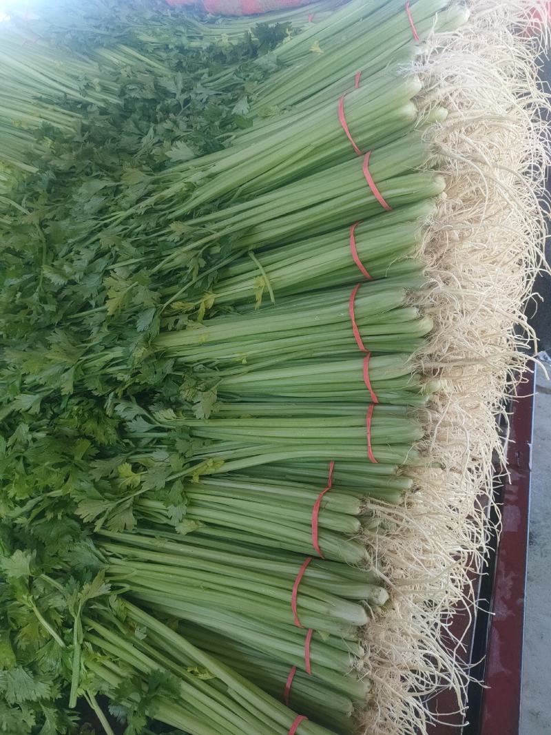 优质香芹一手货源量大从优品质保证