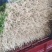 优质香芹一手货源量大从优品质保证