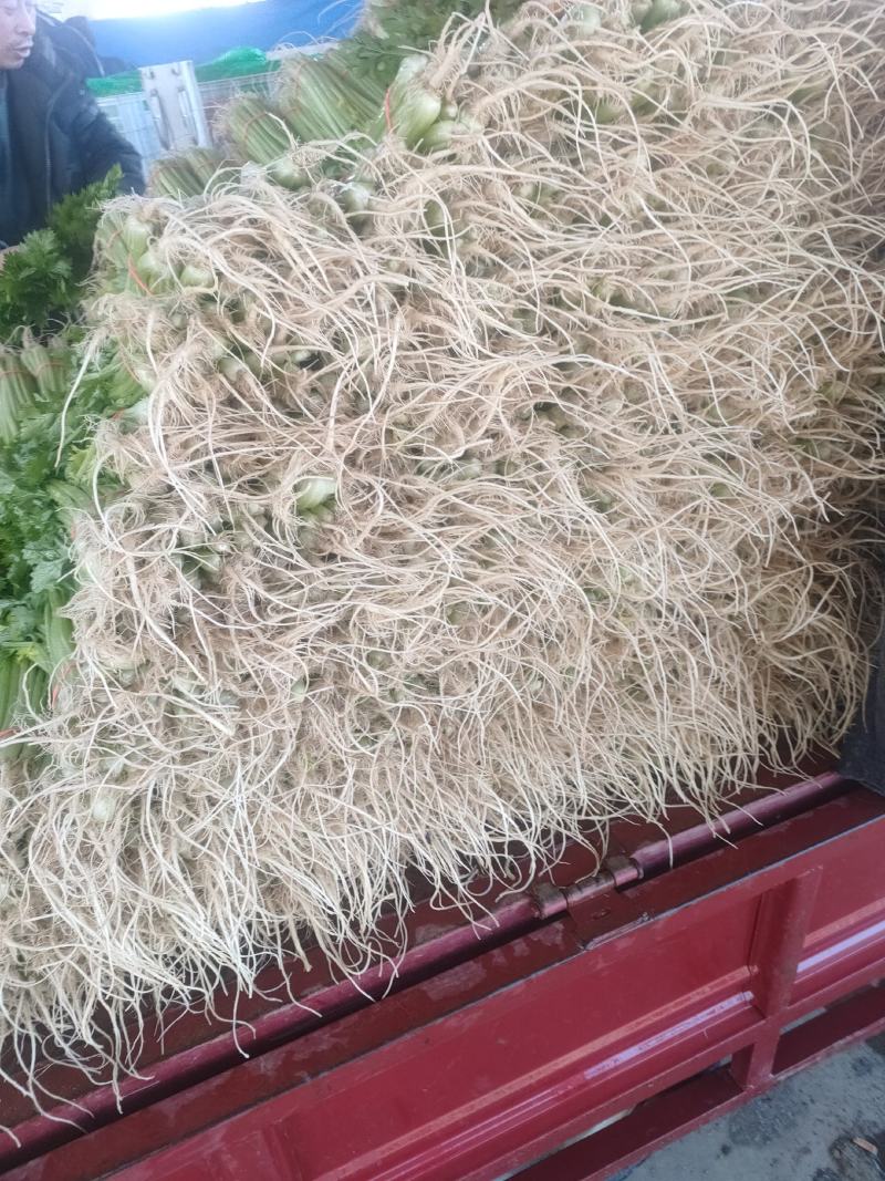 优质香芹一手货源量大从优品质保证