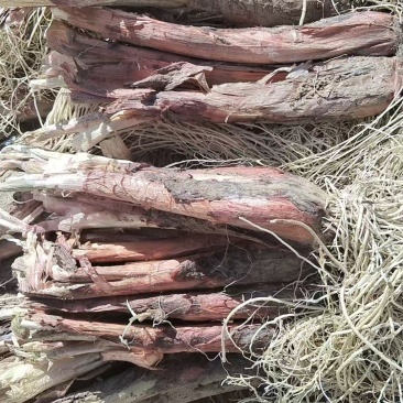 大量出售葱苗
