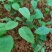 土茯苓苗！品质保证，包技术，产量高！包回收