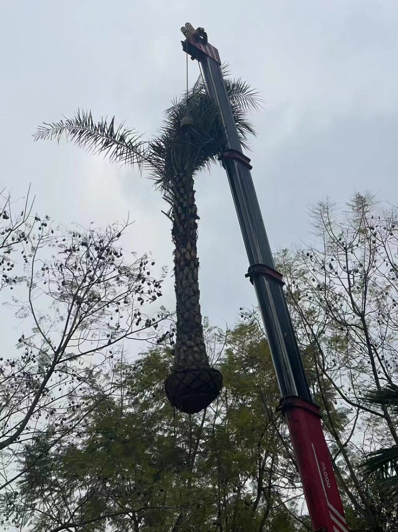 银海藻常年供应大量有货产地直发
