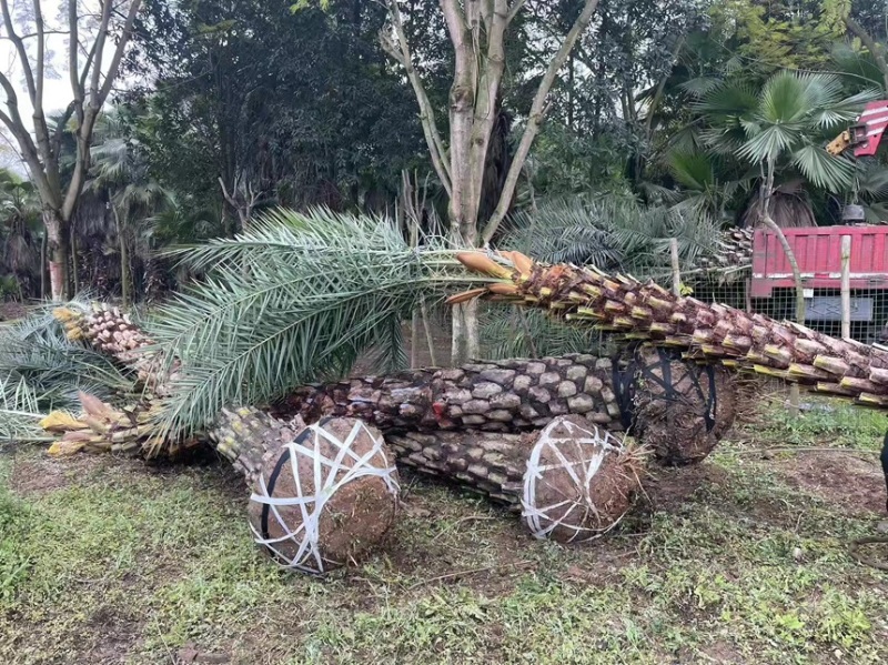 银海藻常年供应大量有货产地直发