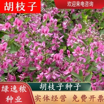 护坡灌木种子美丽胡枝子二色胡枝子种子花卉林木种子牡荆种子