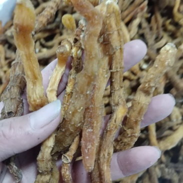 玉竹