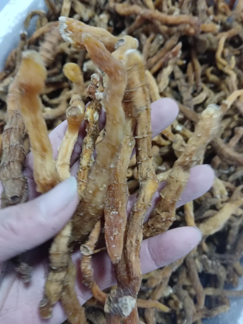 玉竹