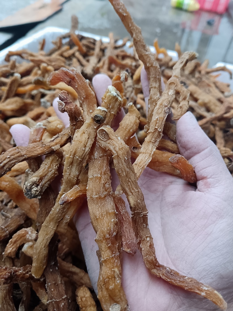 玉竹