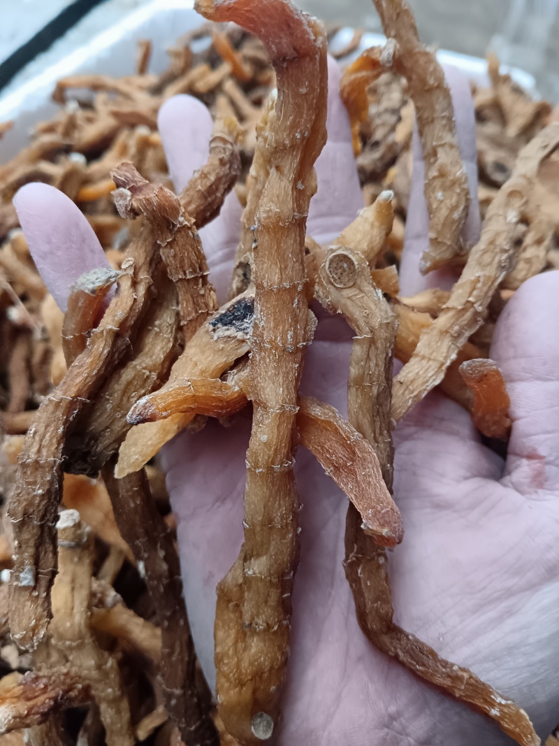 玉竹