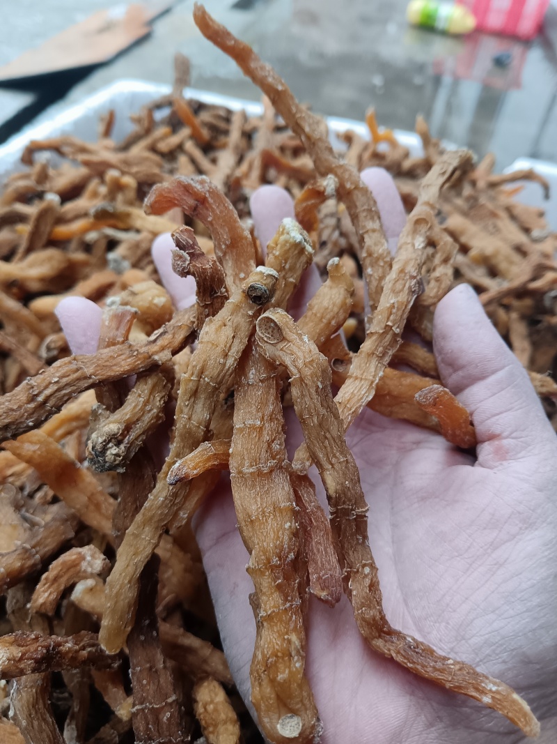 玉竹