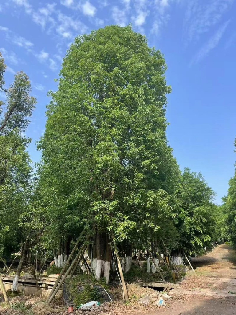 丛生香樟产地直发保质保量可视频看货