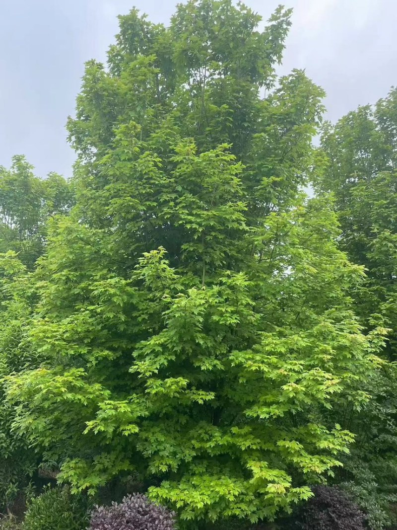 丛生香樟产地直发保质保量可视频看货