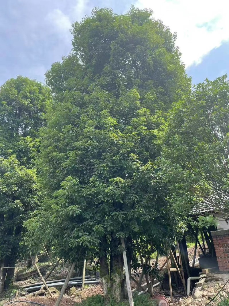 丛生香樟产地直发保质保量可视频看货