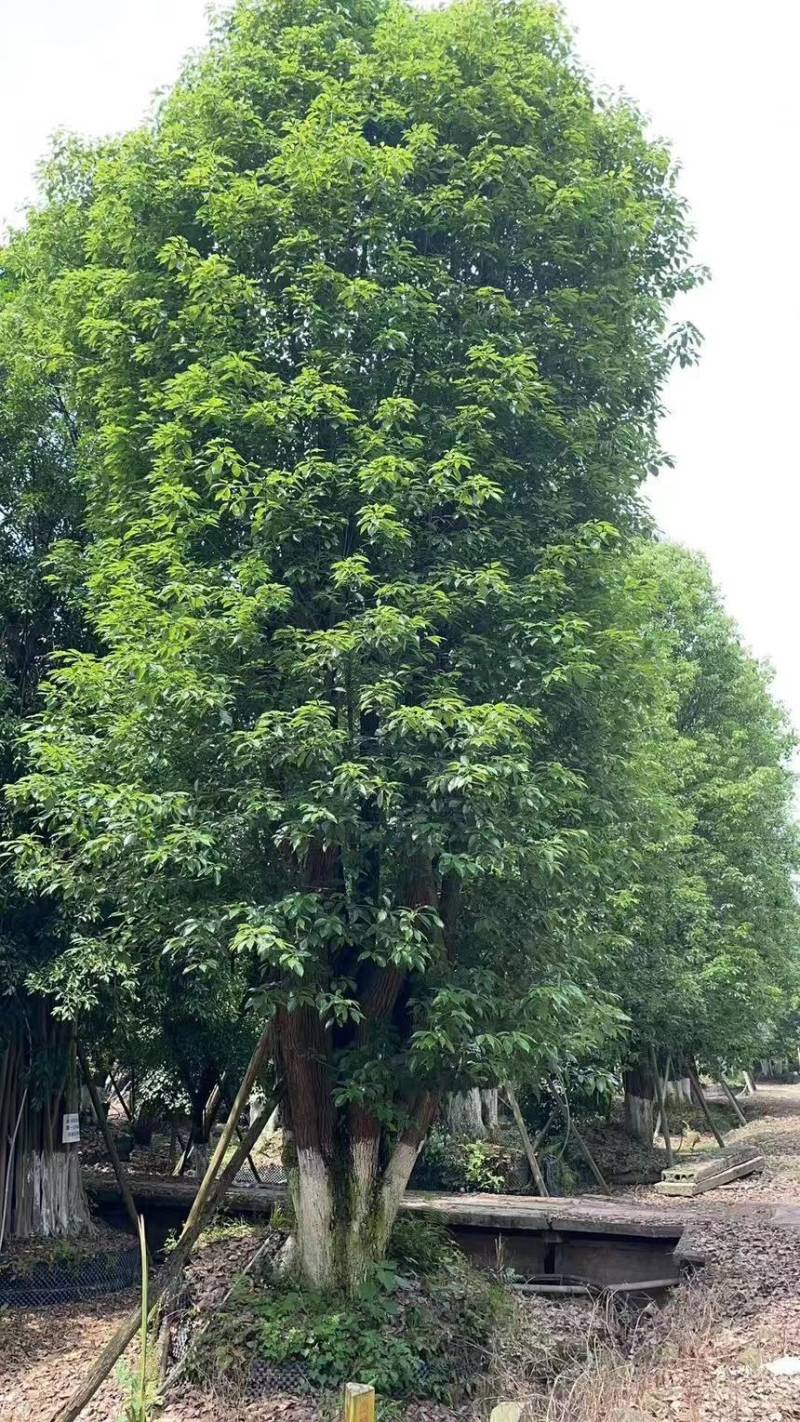 丛生香樟产地直发保质保量可视频看货
