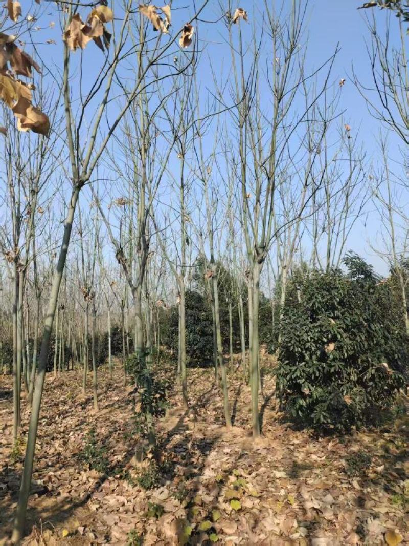 8公分青桐价格，9-10公分青桐多少钱