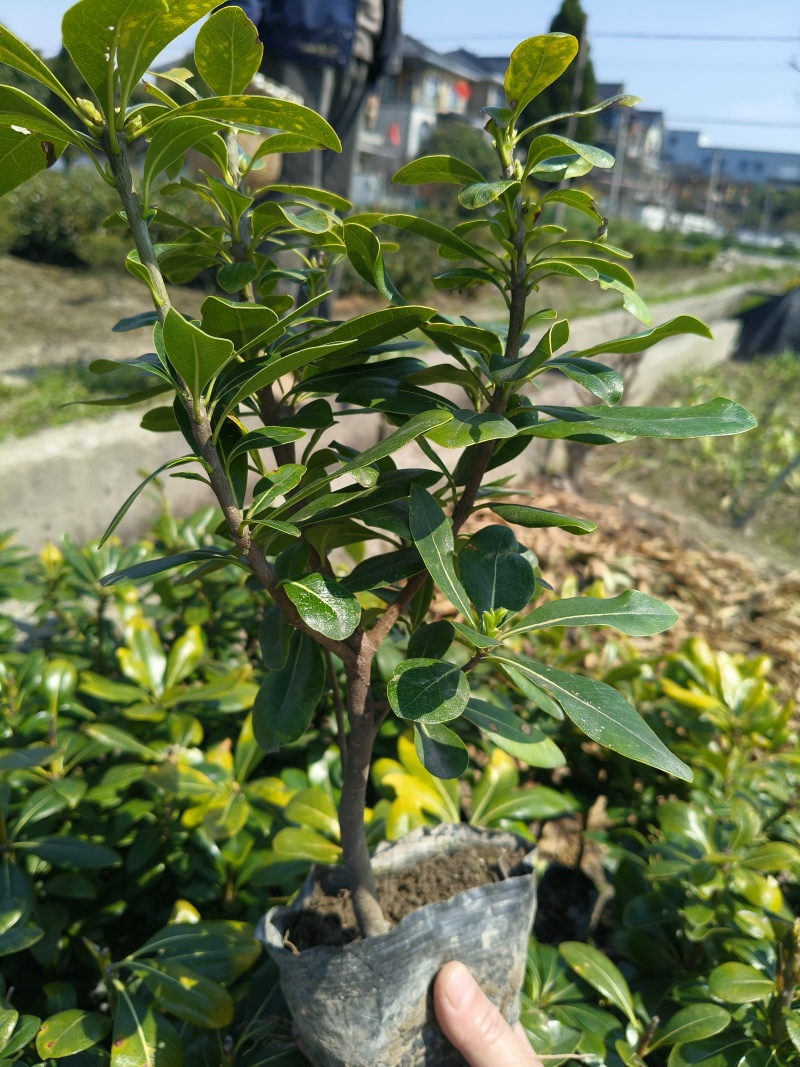海桐大杯粗壮、留缝平面高度30一35cm，有量，欢迎订购