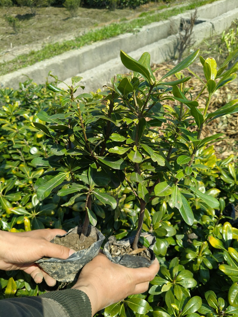 海桐大杯粗壮、留缝平面高度30一35cm，有量，欢迎订购