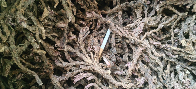 茴香菖蒲山奈五香草干货产地直供整车走货欢迎咨询