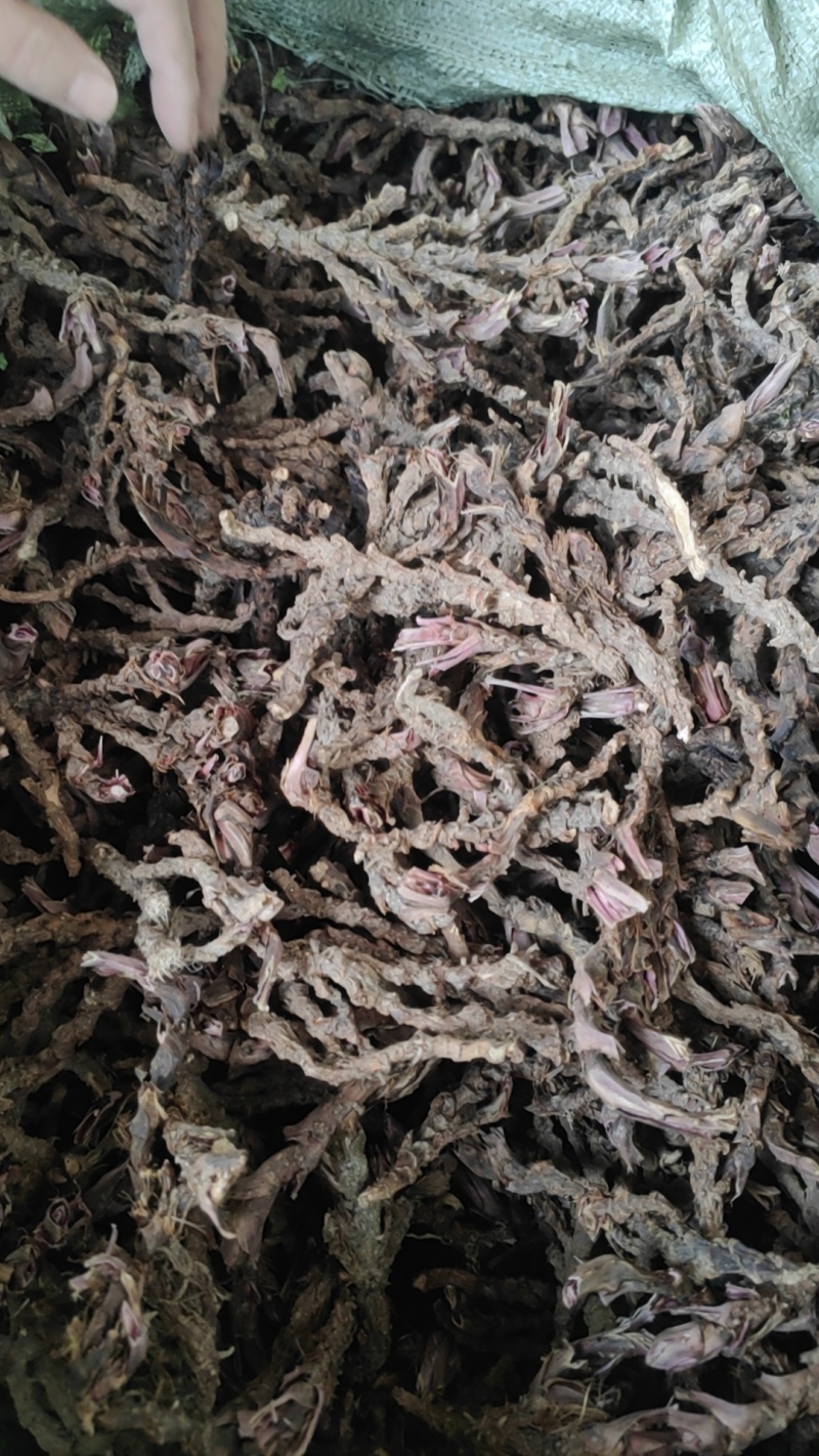 茴香菖蒲山奈五香草干货产地直供整车走货欢迎咨询