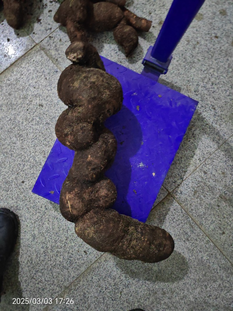 白首乌学名隔山消，大别山高山自然生长，纯也生资源！