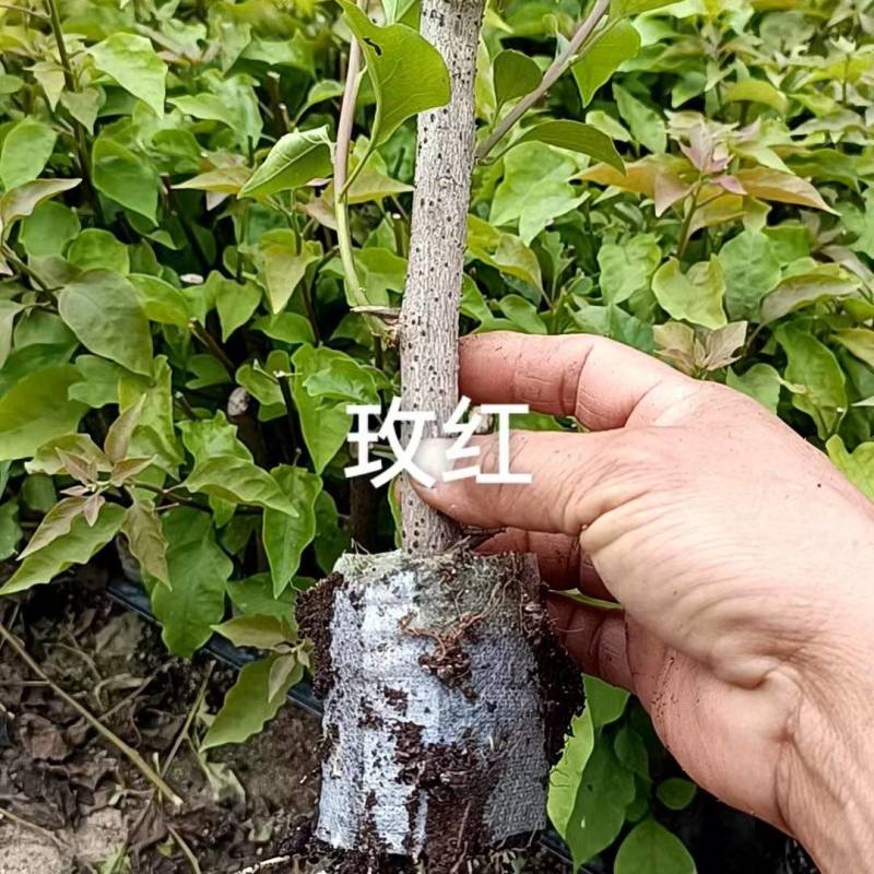 100多个品种三角梅小苗热售中，货源充足，基地批发