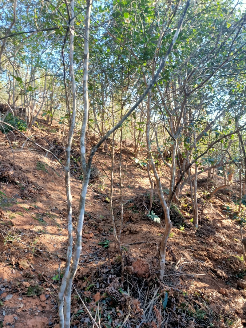 山茶油