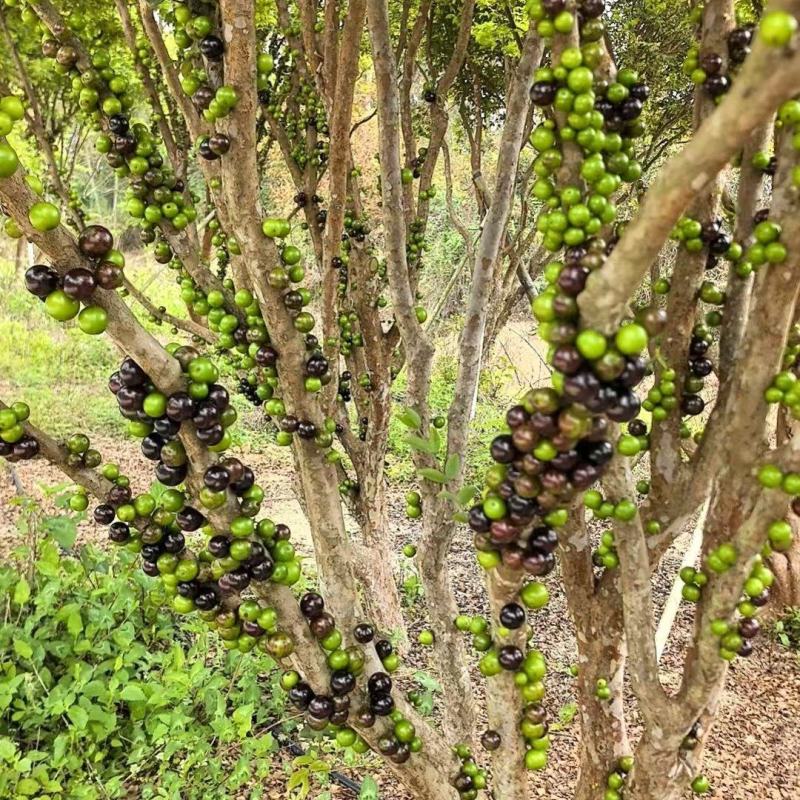 沙巴嘉宝果树热带水果树绿化苗木庭院果树嘉宝果树
