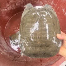 精品广西黄沙鳖，大量供应