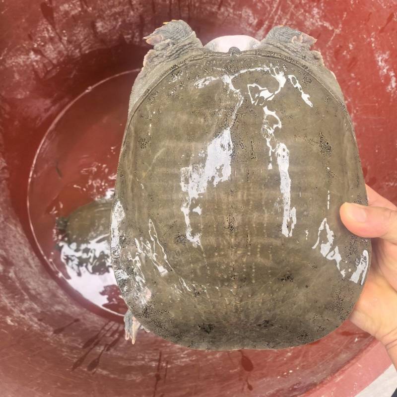 精品广西黄沙鳖，大量供应