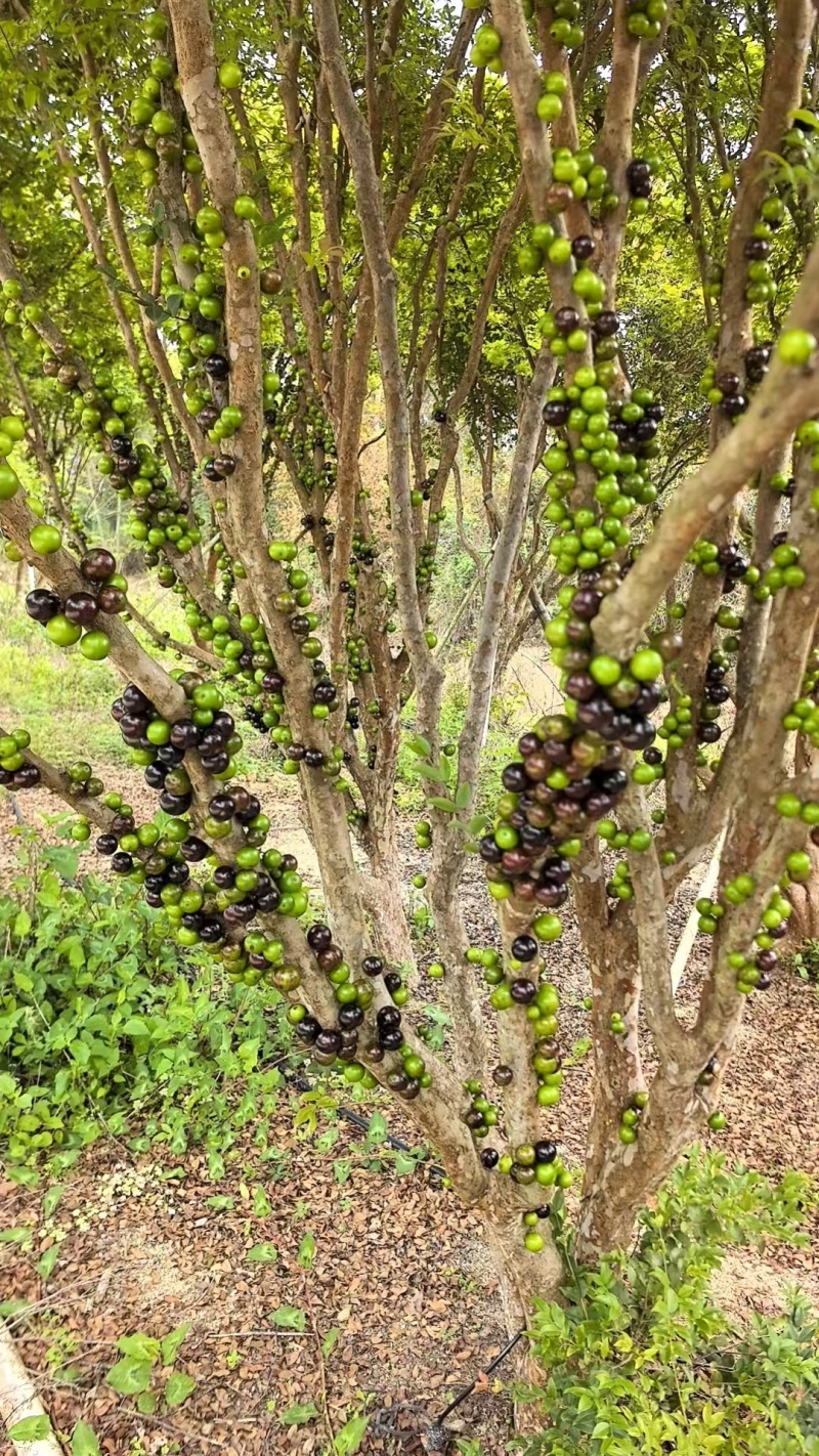 沙巴嘉宝果树热带水果树绿化苗木庭院果树嘉宝果树