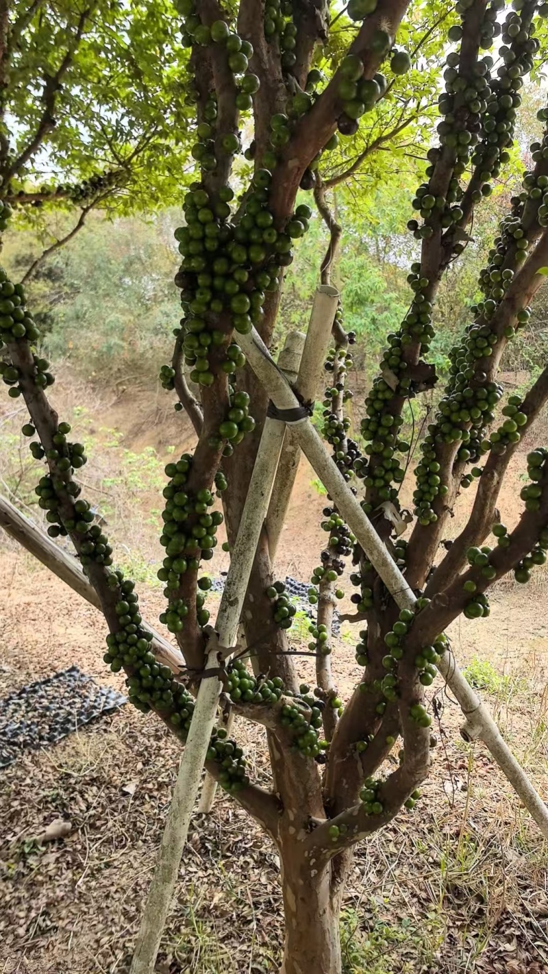 沙巴嘉宝果树热带水果树绿化苗木庭院果树嘉宝果树