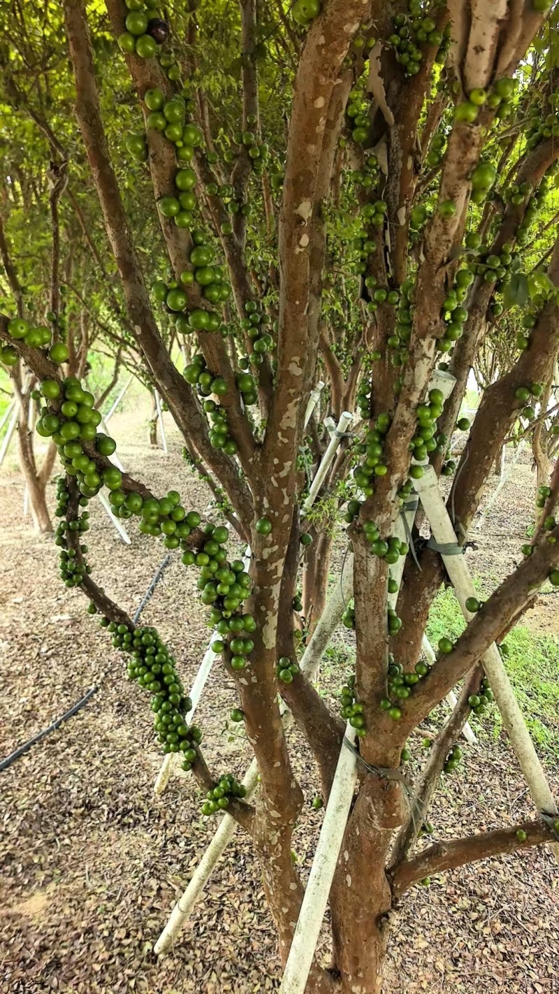 沙巴嘉宝果树热带水果树绿化苗木庭院果树嘉宝果树