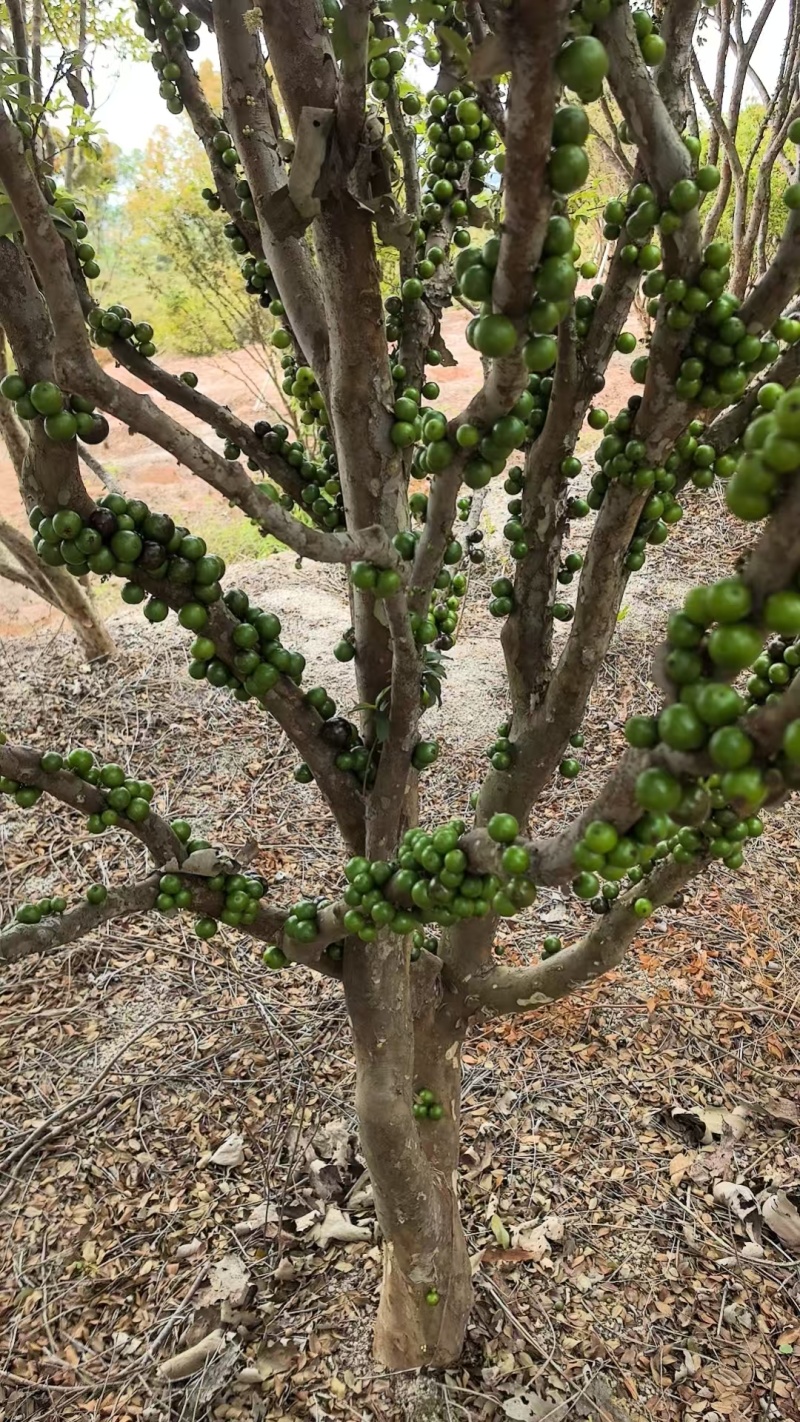 沙巴嘉宝果树热带水果树绿化苗木庭院果树嘉宝果树