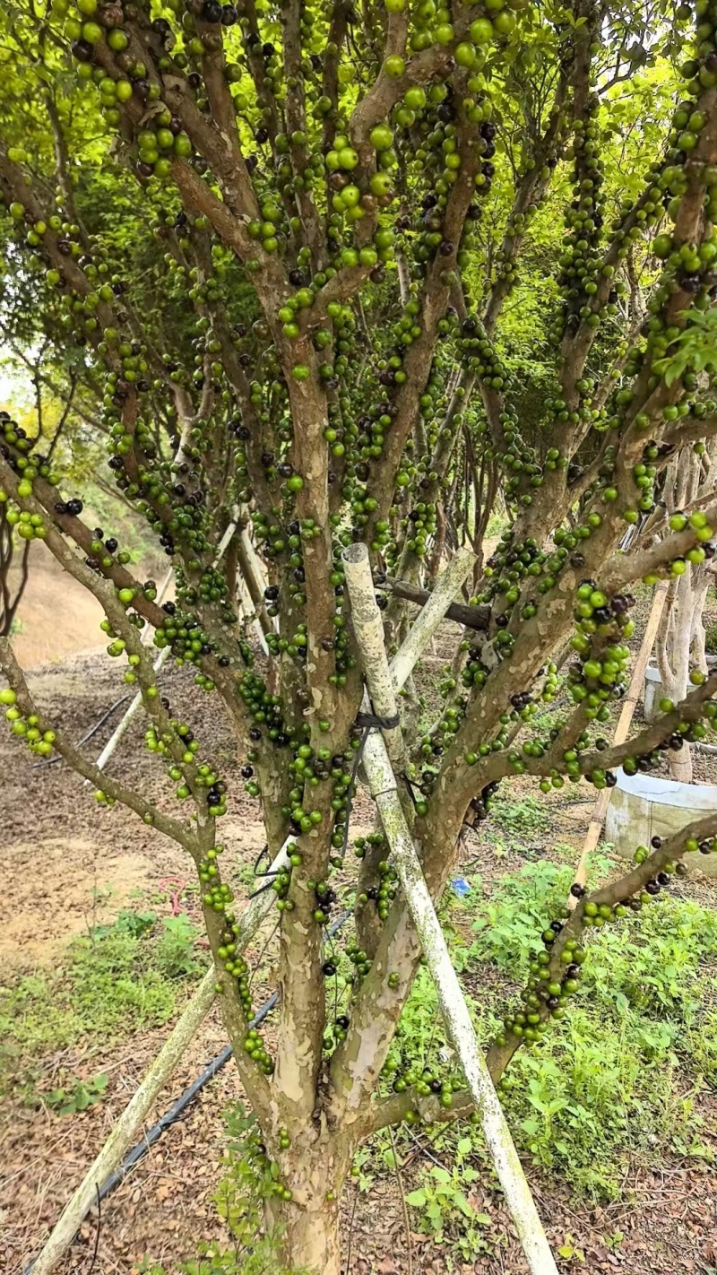 沙巴嘉宝果树热带水果树绿化苗木庭院果树嘉宝果树