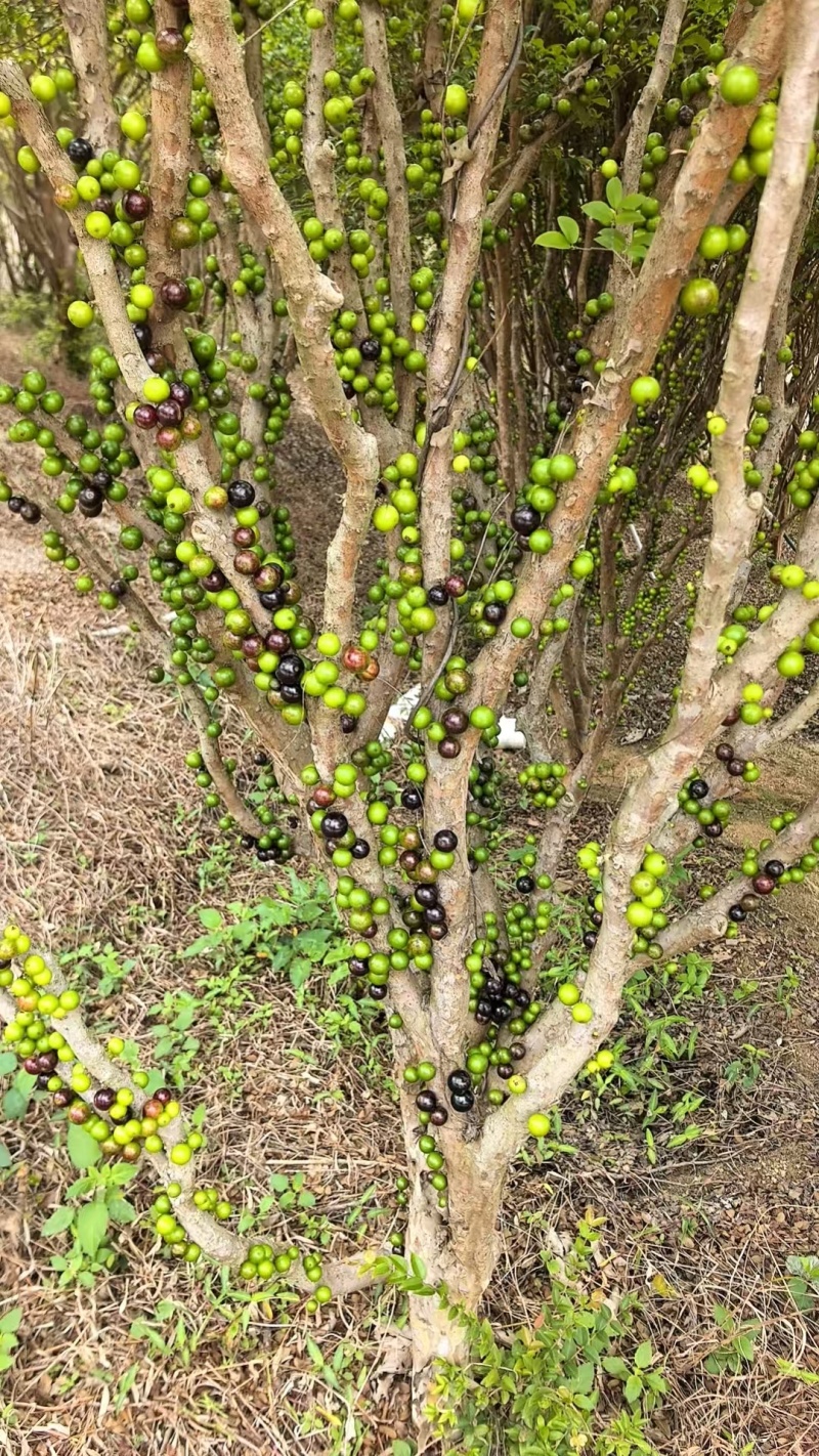 沙巴嘉宝果树热带水果树绿化苗木庭院果树嘉宝果树