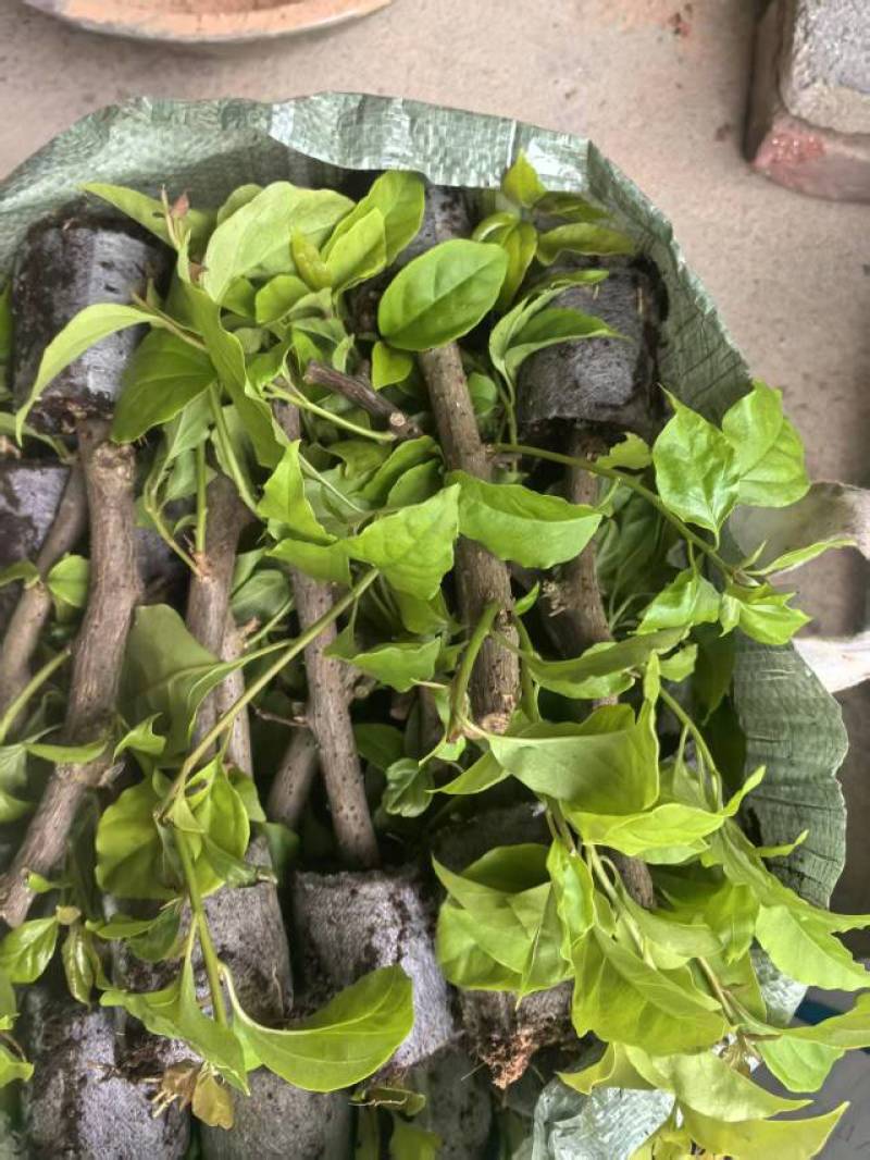 100多个品种三角梅小苗热售中，货源充足，基地批发