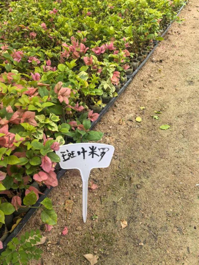 100多个品种三角梅小苗热售中，货源充足，基地批发