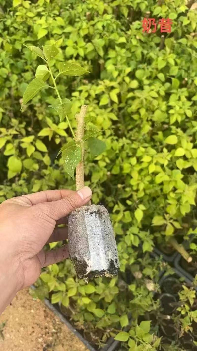 100多个品种三角梅小苗热售中，货源充足，基地批发