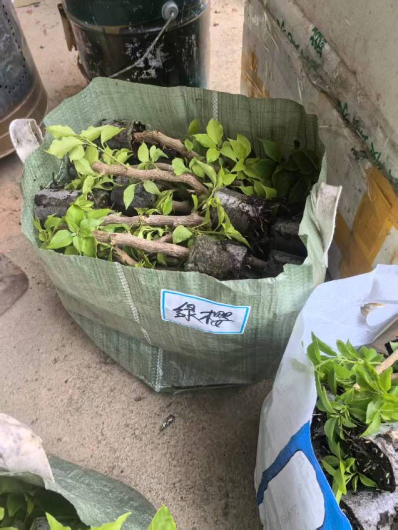 100多个品种三角梅小苗热售中，货源充足，基地批发