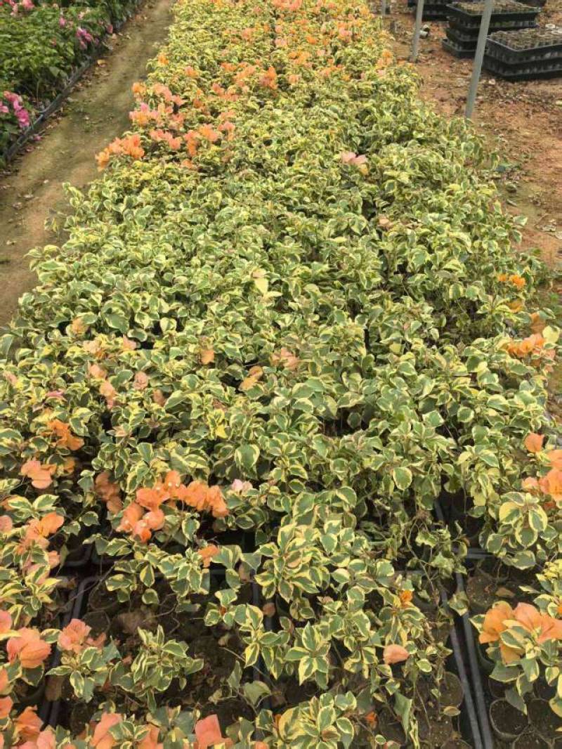 100多个品种三角梅小苗热售中，货源充足，基地批发