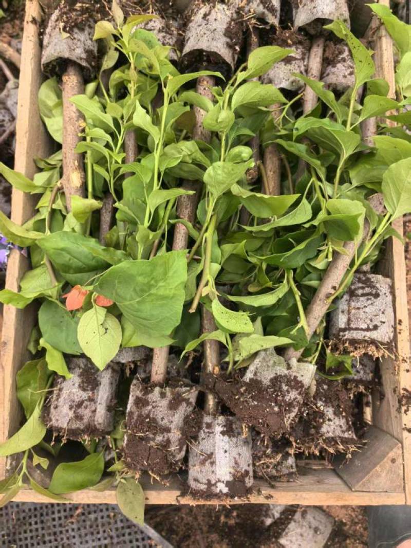 100多个品种三角梅小苗热售中，货源充足，基地批发