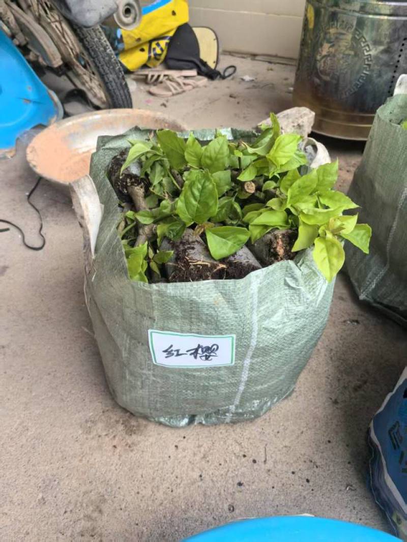 100多个品种三角梅小苗热售中，货源充足，基地批发
