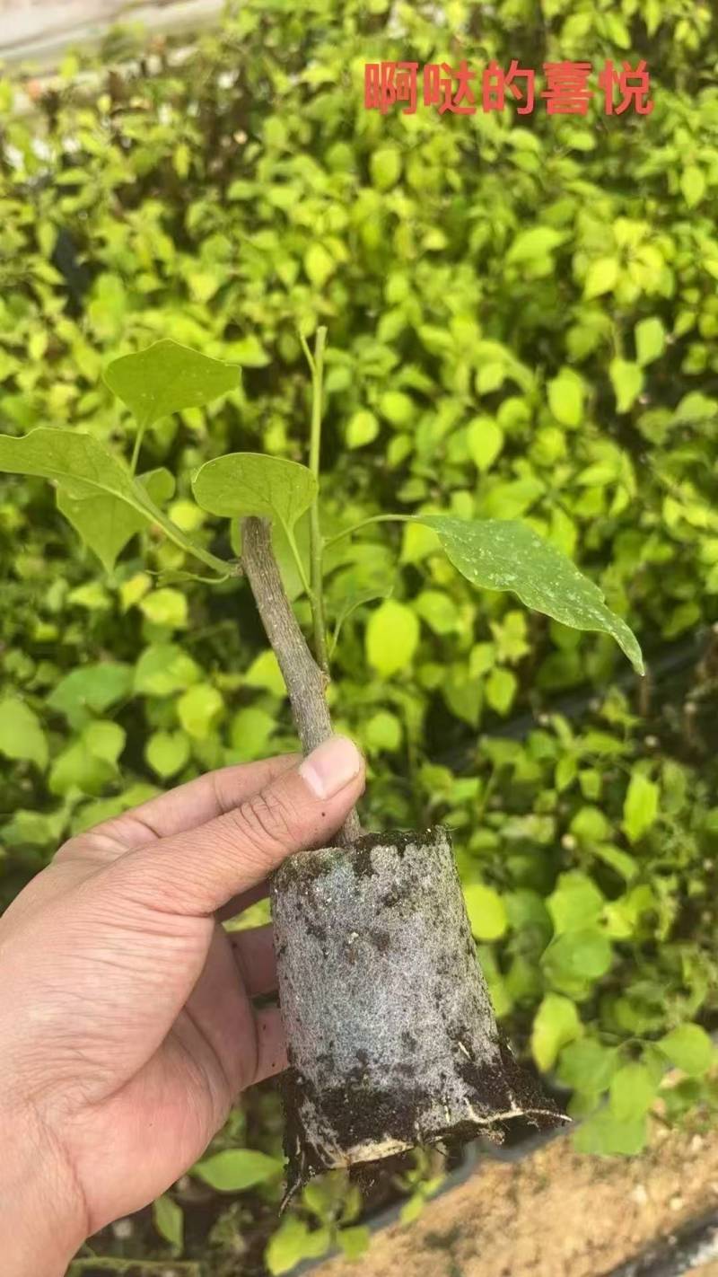 100多个品种三角梅小苗热售中，货源充足，基地批发