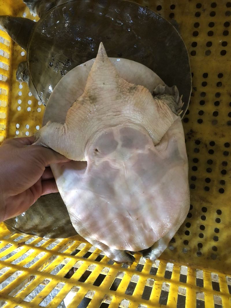 精品广西黄沙鳖，大量供应
