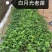 100多个品种三角梅小苗热售中，货源充足，基地批发