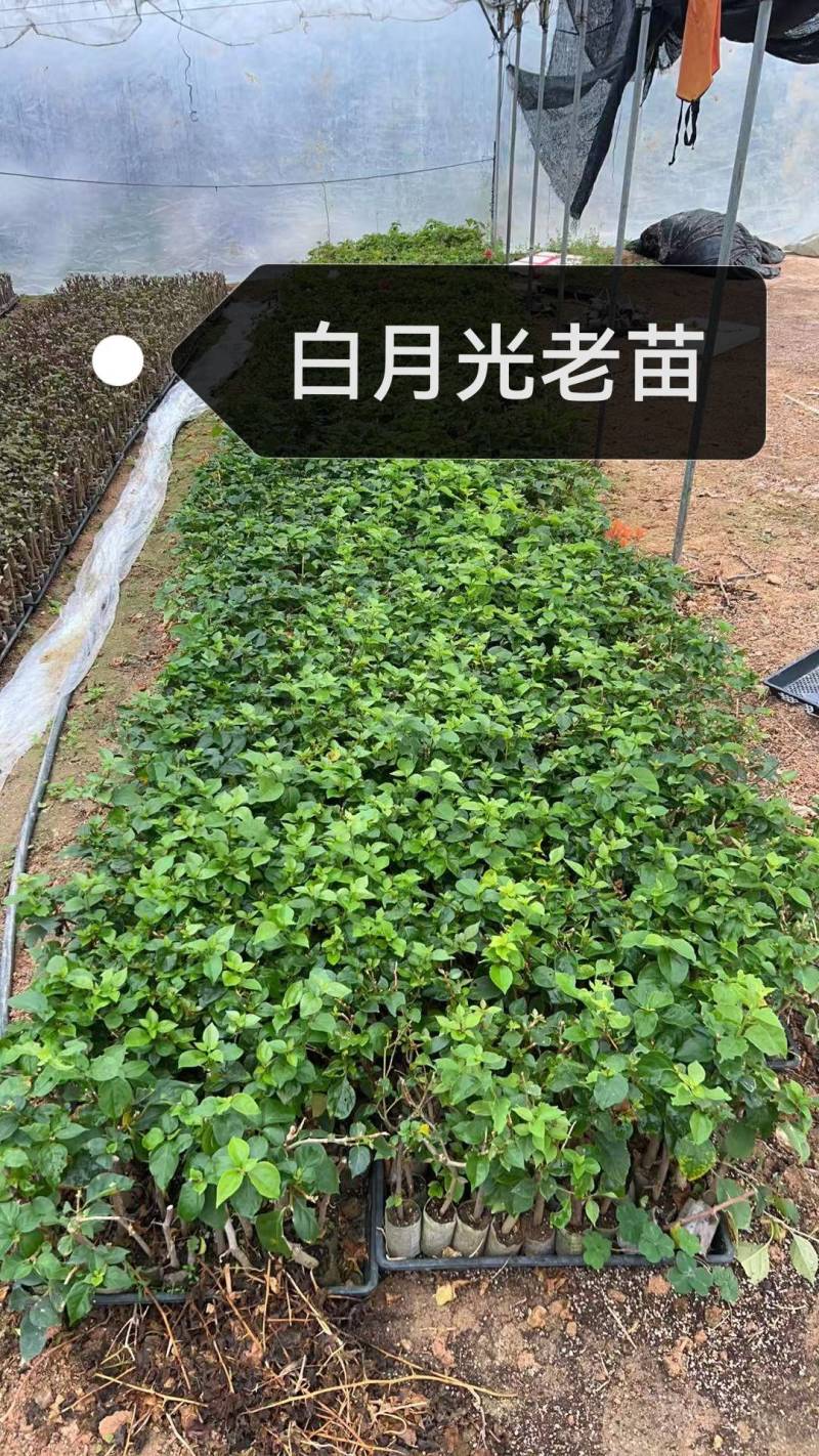 100多个品种三角梅小苗热售中，货源充足，基地批发