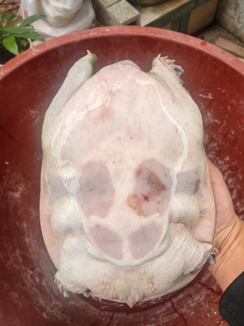 精品广西黄沙鳖，大量供应